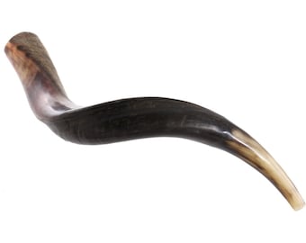Jewish Shofar Kudu Horn 24 - 26 Inch Half Polished Half Natural