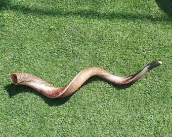Enorme shofar judío de cuerno de kudú, 122-126 cm (48-50 pulgadas), mitad pulido, mitad natural.