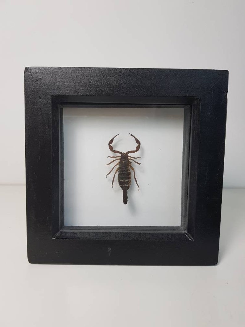 Black small scorpion frame