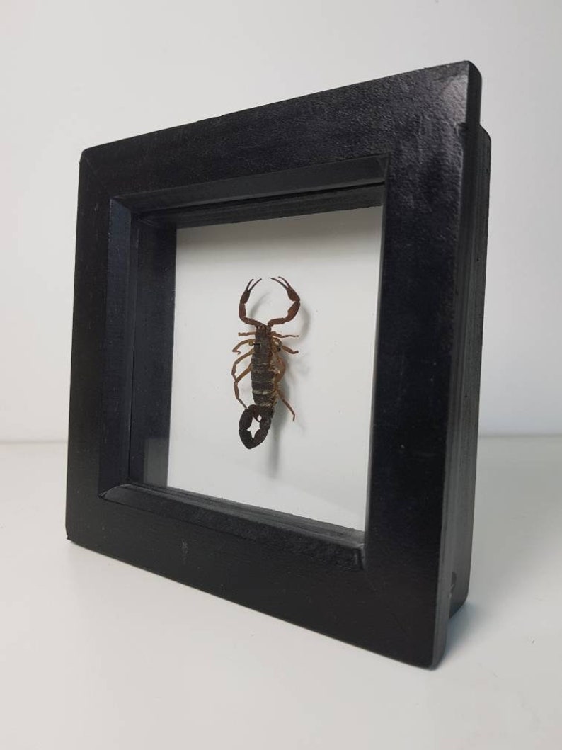 Black small scorpion frame