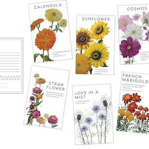 Flower Seed Packets- Vintage Illustrations