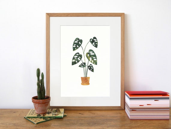 monstera albo plant RARE Variegated Monstera Adansonii Albo White Tropical House Plant Aro