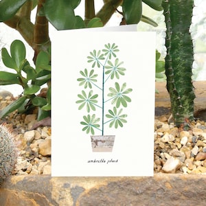 PLANTE PARAPLUIE Carte de voeux avec soin des plantes, carte de plante, Schefflera, arbre à parapluies, carte d'amateur de plantes, carte de botanique, carte de plante d'intérieur