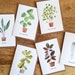 see more listings in the Cards - HOUSE PLANTS  section