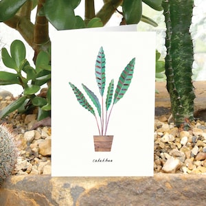 CALATHEA - Tarjeta de felicitación con el cuidado de las plantas, tarjeta con plantas, Calathea, tarjeta para amantes de las plantas, tarjeta botánica, tarjeta con plantas de interior