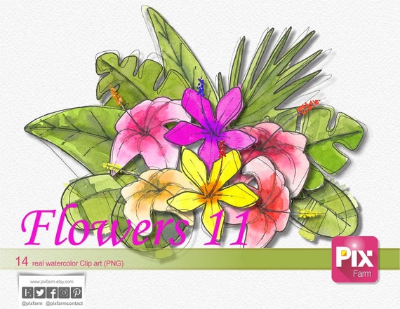 14 fleurs fond transparent Aquarelle Aquarelle fleurs pour les mariages, invitations papier numérique, fleurs en png, Clipart, fleurs 11