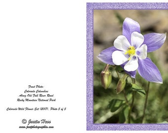 Colorado Columbine