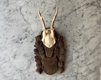 Vintage Roe Deer Antlers - Hunting Trophy - German Deer Antlers - European Trophy Mount - Antlers on Plaque - Antique Taxidermy - Deer Skull