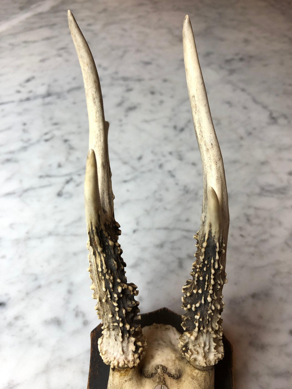 Vintage Roe Deer Antlers Hunting Trophy German Deer Etsy