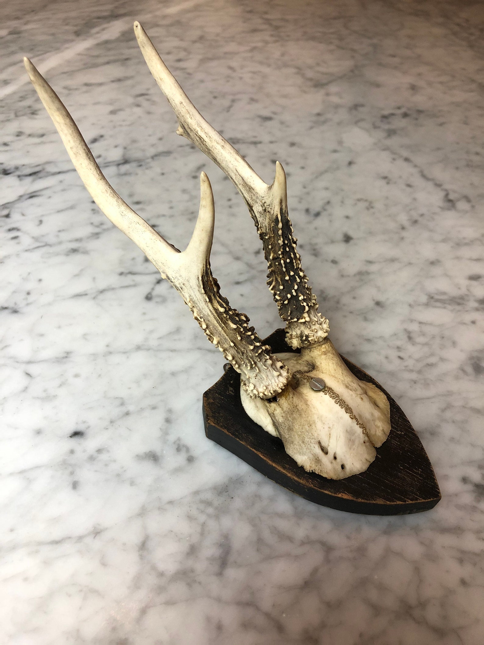 Vintage Roe Deer Antlers Hunting Trophy German Deer Etsy