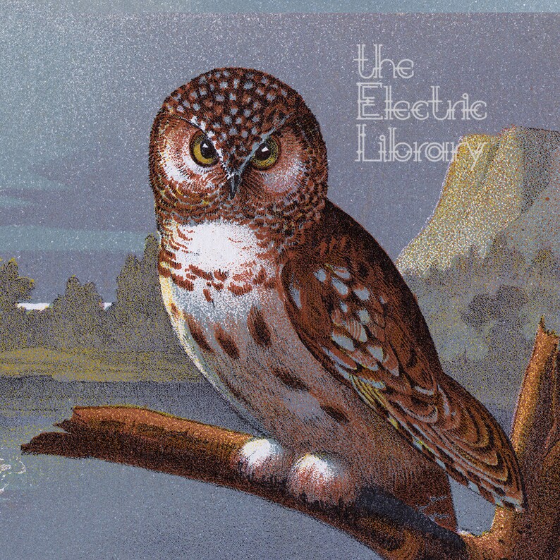 Night Owls Digital Download A Collection Of Birds With A Blue Nightime Scenery - 