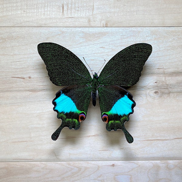 Papilio karna karna Swallowtail Real Butterfly Specimen for Bug Pinning Taxidermy Artwork Natural History Collection Insect Decor Homeschool