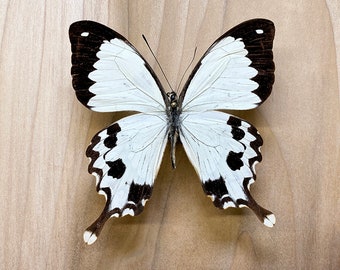 Exhibición entomológica de mariposa cola de golondrina blanca: Papilio dardanus