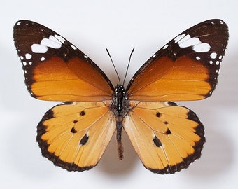 Real mariposa monarca africana Danaus chrysippus para taxidermia colección estudio Homeschooling fotografía arte encuadre pantalla diversión