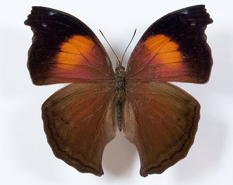 Real Lila Madre de Perla Salamis Cacta Mariposa Fotografía Difusión Arte Insecto Taxidermia Entomología Decoración Casera Halloween Orange Estudio