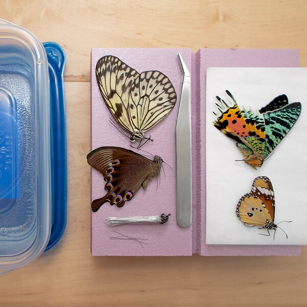 Butterflies for Entomology Etsy