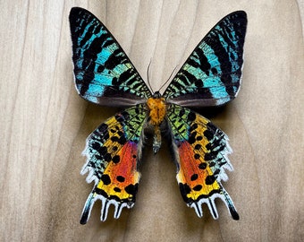 Polilla del atardecer de Madagascar Urania rhipheus, para la fijación de especímenes Colección de taxidermia de insectos Instalaciones de arte Fotografía Iridiscente real