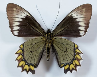 Madyes Swallowtail Butterfly Battus Madyes para el estudio de fotografía Difusión de la naturaleza Arte Insecto Taxidermia Educación en el hogar Entomología Decoración casera