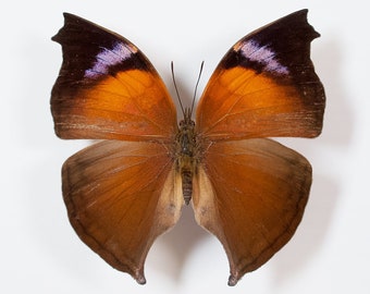Mariposa Salamina Lavanda Real: Insecto Esparcido, Arte Entomológico