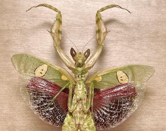 Mantis religiosa real Creobroter gemmatus espécimen Insecto Taxidermia Encuadre Montaje Estudio de arte Coleccionismo Curiosidad Rareza Naturaleza Regalo Extraño