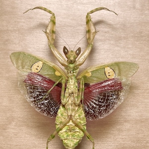 Real Praying Mantis Creobroter gemmatus specimen Insect Taxidermy Framing Mounting Art Study Collecting Curiosity Oddity Nature Gift Strange