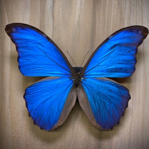 Morpho Didius Butterfly, Beautiful Blue, Bug Pinning Specimen Art