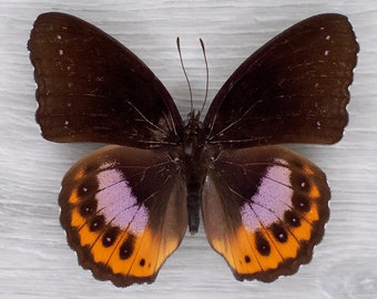 Mariposa real Hypolimnas Pandarus Ocho diadema manchada Insecto Taxidermia Arte Fotografía Prop Decoración del hogar Entomología Estudio de la naturaleza Aprendizaje 4H