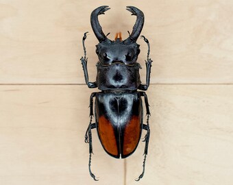 Hexarthrius Parryi Gran ciervo luchador Escarabajo para insectos Taxidermia Entomología Arte Naturaleza Halloween Decoración Escuela hogar Fotografía Accesorios