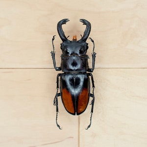 May include: A black and orange stag beetle with large mandibles, mounted on a light wood background.
