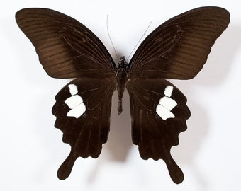 Mariposa de cola de golondrina real Roja Helen Papilio Helenus para Insect Taxidermy Collection Art Photography Prop Home Decor Nature Study Learning