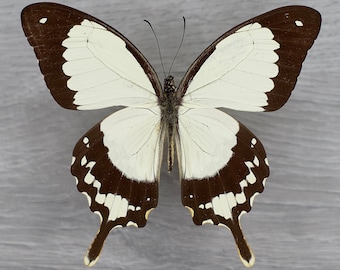 Papilio dardanus tibullus Pañuelo volador Mariposa Insecto Taxidermia Mariposa Difusión Fotografía Decoración del hogar Estudio de la naturaleza Aprendizaje 4H