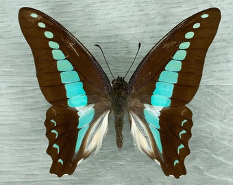 Graphium Sarpedon Real Blue Bottle Swallowtail Butterfly para aprender y coleccionar insectos o insectos arte decoración del hogar naturaleza taxidermia de insectos