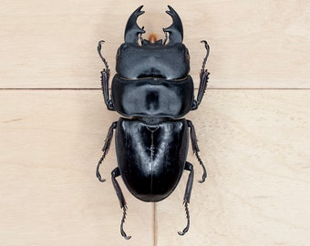 Gran ciervo negro, Dorcus bucephalus, para fotografía, taxidermia de insectos, arte de Halloween, entomología amateur, decoración de la naturaleza, coleccionismo, escuela