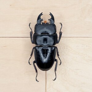 May include: A black stag beetle with large mandibles, viewed from above, against a light wood background.
