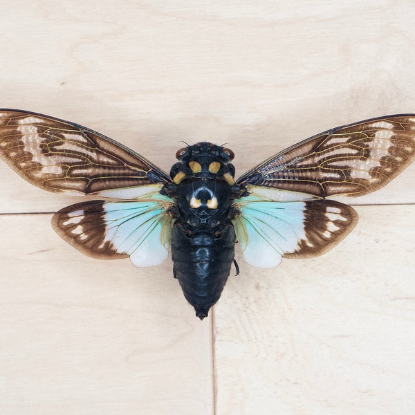 Real Splendid Cicada Tosena Splendida for Photography Insect Taxidermy Nature or Science Study Home Schooling Teaching Aide Entomology