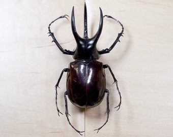 Escarabajo Atlas real Chalcosoma Atlas, ejemplar sin montar para sujetar insectos, fotografía de Halloween, taxidermia de insectos, entomología, colección de decoración natural