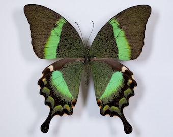 Mariposa cola de golondrina esmeralda Papilio Palinurus para taxidermia de insectos difundiendo arte o fotografía entomología decoración del hogar negro y verde