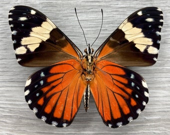 Taxidermia de mariposa enmarcada de galleta roja: decoración de insectos anfibios Hamadryas