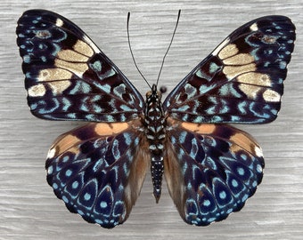 Taxidermia de la mariposa Red Cracker: Anfinoma de Hamadryas, Arte de colección