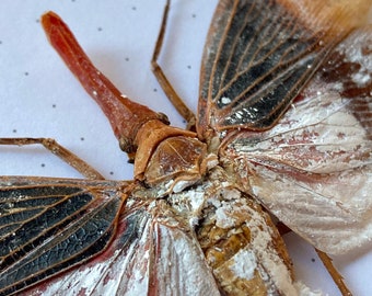 OVERSTOCK Rosa Blanco Naranja Mosca Linterna Saltahojas Pyrops Sultana para entomología taxidermia arte gótico naturaleza decoración de pared entomología hobby