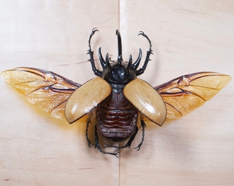 Eupatorus gracilicornis Real Escarabajo rinoceronte de cinco cuernos para fotografía Insecto Taxidermia Halloween Marco Arte Entomología Naturaleza Coleccionar