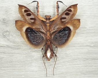 Ejemplar de mantis de hoja muerta: Deroplatys dessicata, exhibición entomológica