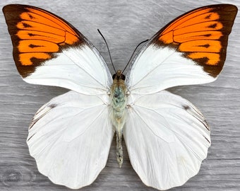Real naranja punta mariposa Hebomoia glaucippe celebensis insecto taxidermia mariposa fijación fotografía hogar decoración estudio de la naturaleza aprendizaje 4H