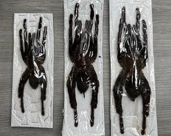 Tarántula tigre negra real M, L, XL Cyriopagopus Minax Accesorio de fotografía Insecto Arácnido Taxidermia Araña Estudio de entomología