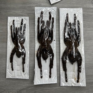 May include: Three preserved tarantulas displayed on white card stock with clear plastic coverings. The tarantulas are black and have long legs.
