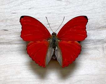 Red velvet Cymothoe sangaris for insect artwork butterflies collection or taxidermy project