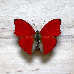 Blood-red Glider, Cymothoe, Sangaris Real Butterfly for Pinning Art
