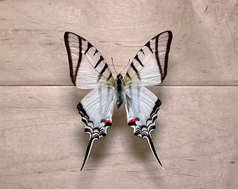 Cola de espada de cebra, Eurytides protesilaus nigricornis Mariposa desmontada Tigre Encuadre Estudio Insecto Taxidermia Curiosidad Coleccionismo Arte de la naturaleza
