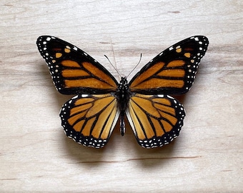 Monarch Butterfly Specimen: Entomology Taxidermy, Oddity Collection