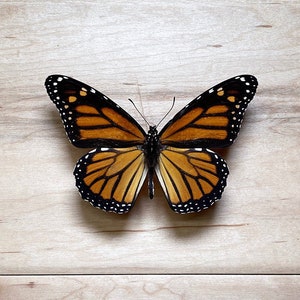 Real Monarch Butterfly Specimen / American Monarch Specimen Danaus plexippus